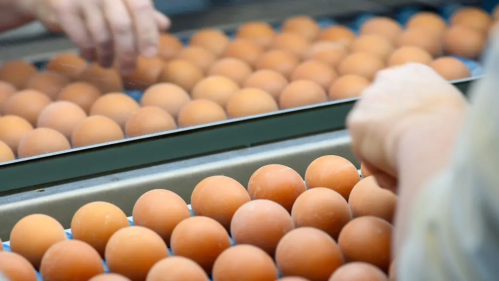 Die-Bodenhaltung-dominiert-weiterhin-die-thueringische-Eierproduktion