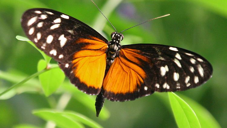 Die Müllersche Mimikry ist keine Mimikry im eigentlichen Sinne, sondern eine Signalnormierung.