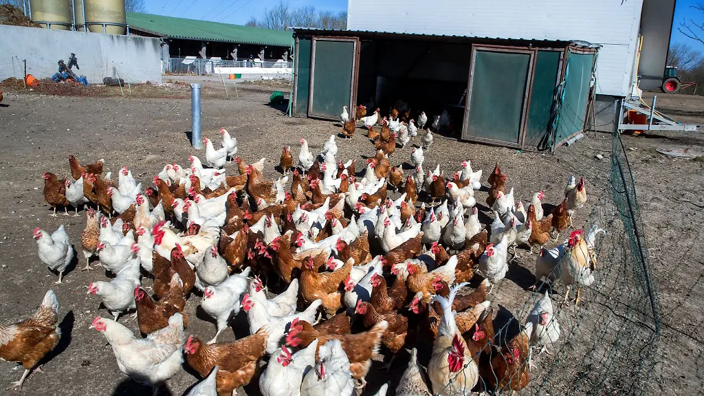 Die-Eierproduktion-in-Mecklenburg-Vorpommern-nimmt-zu-insbesondere-im-Bereich-der-Freiland-und-Oekohaltung