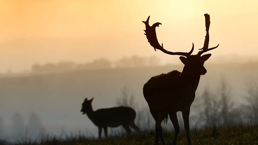 Zwei-Hirsche-sind-aus-einem-Gehege-entflohen
