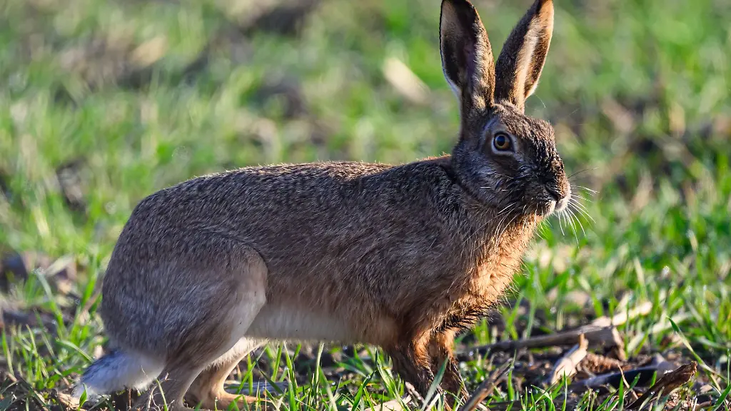 In-Sachsen-Anhalt-leben-die-meisten-Feldhasen-im-noerdlichen-Harzvorland