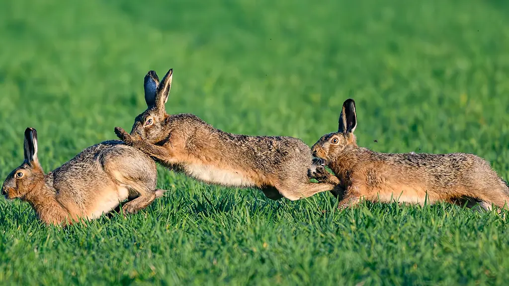 Hasenhoch-in-Rheinland-Pfalz-Es-gibt-20-Prozent-mehr-Langohren-als-2023