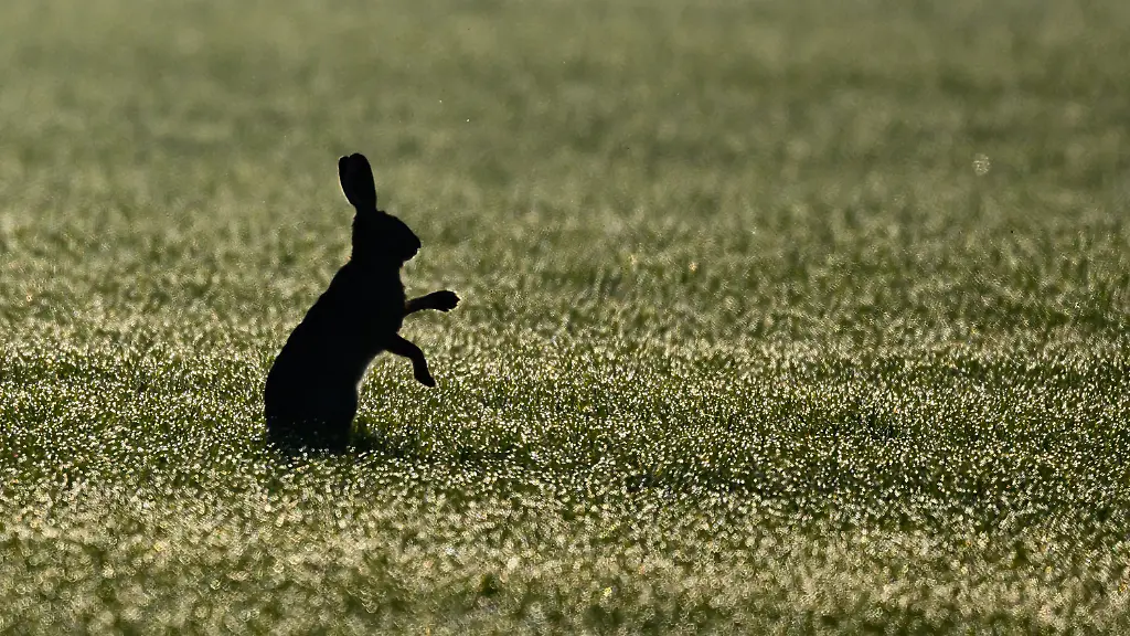 4e8e733a955dfcb71471ac1d7d9b95ef