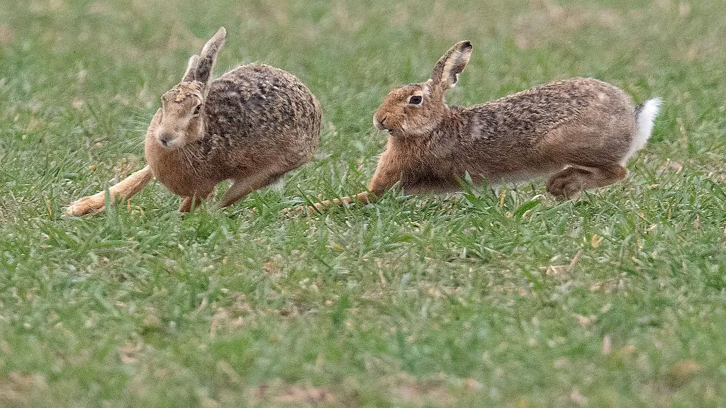 Die-Felder-bei-Wiesbaden-zaehlen-zu-den-Hasen-Hochburgen-in-Hessen