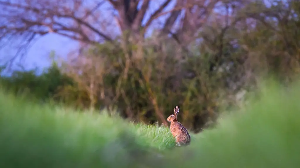 Jaegerinnen-und-Jaeger-haben-im-vergangenen-Fruehjahr-etwas-weniger-Feldhasen-in-Niedersachsen-gezaehlt-das-koennte-eine-Folge-des-Winterhochwassers-gewesen-sein