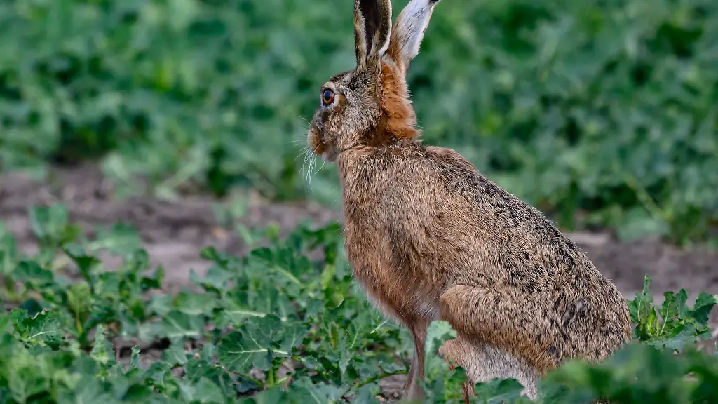Die-Osterferien-beginnen-und-es-wird-warm-und-bewoelkt-Symbolfoto