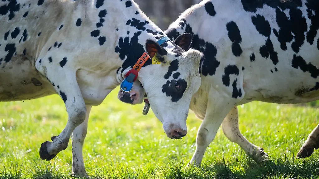 In-Niedersachsen-werden-rund-780-000-Milchkuehe-gehalten
