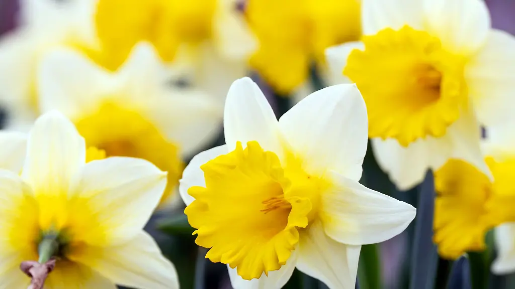 Der-Himmel-wird-in-den-kommenden-Tagen-zwar-grauer-aber-die-Temperaturen-bleiben-fruehlingshaft