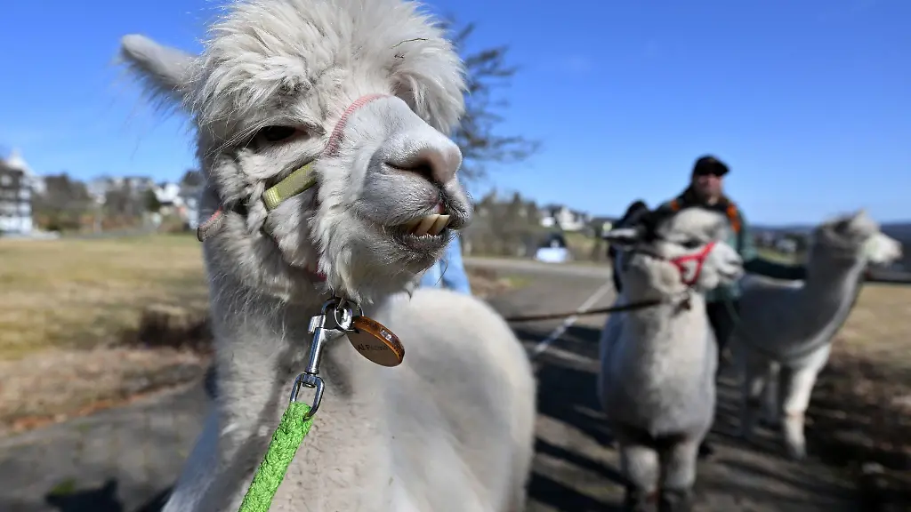 Die-private-Haltung-von-Alpakas-und-Lamas-nimmt-in-Deutschland-bereits-seit-Jahren-zu