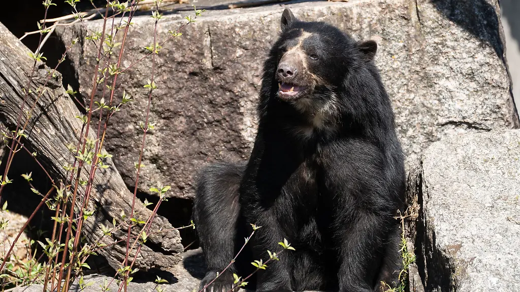 Brillenbaer-Hubaert-soll-mit-Baerin-Suyana-fuer-Nachwuchs-sorgen