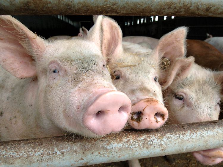 Schweine könnten durch die Ausbreitung der so genannten Schweinegrippen vom Menschen infiziert werden.