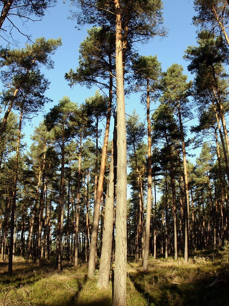 Die immergrünen Nadelbäume gibt es fast überall auf der Welt.