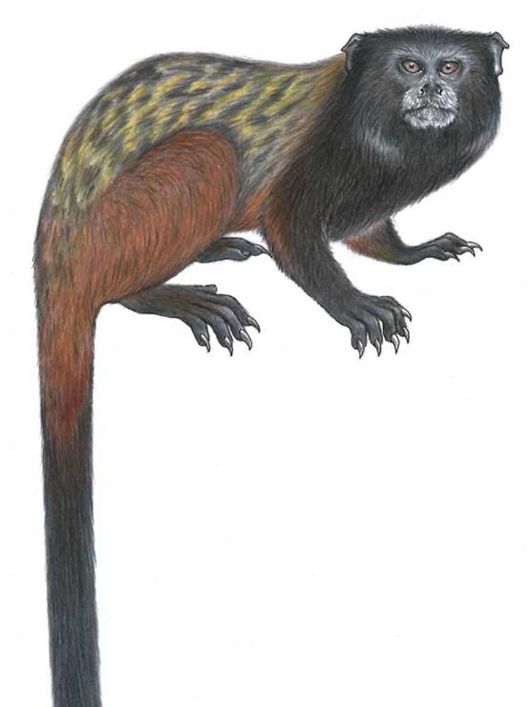 Zeichnung eines Krallenaffen, den die Wildlife Conservation Society im Amazonasgebiet von Brasilien entdeckt hat.