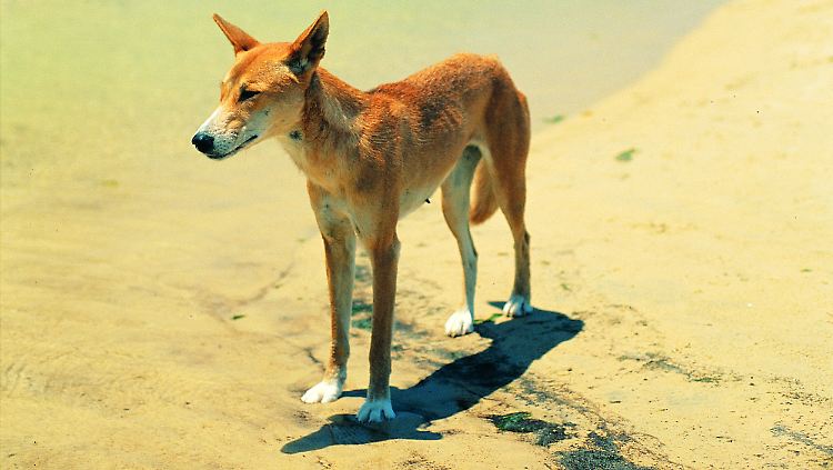 Ein Dingo auf Fraser Island.