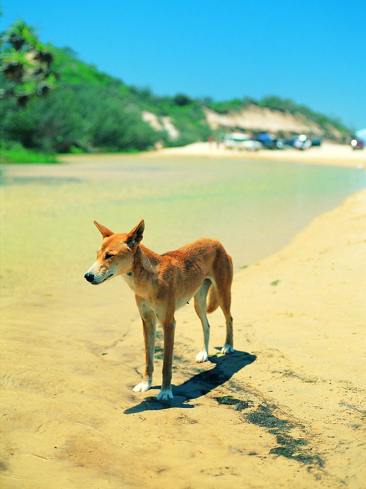 Nicht so harmlos wie er aussieht: Dingos können auch für Menschen gefährlich werden. Etwa 200 dieser Wildhunde leben auf Fraser Island.