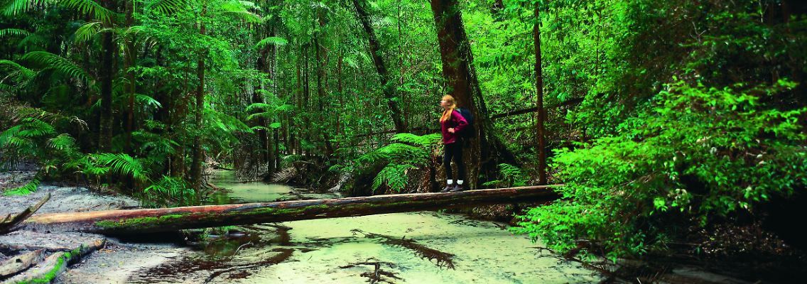 Kein Abbild der Sahara: Auf Fraser Island, der größten Sandinsel der Welt, erwartet ein grüner Mix aus Eukalyptus- und Regenwald die Besucher.