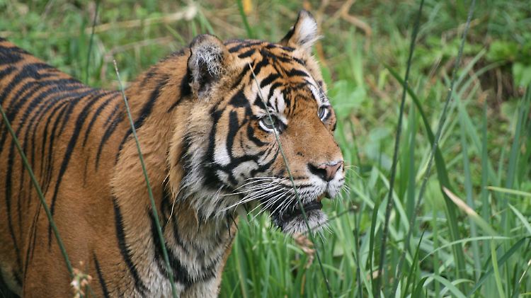 Nach aktuellen Schätzungen des World Wide Fund for Nature (WWF) leben weltweit nur noch rund 3200 Tiger in freier Wildbahn.