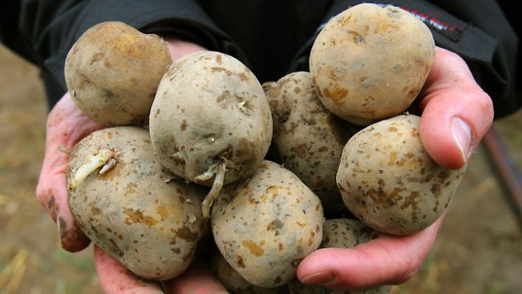 Kartoffeln heißen in der Uckermark "Nudeln".
