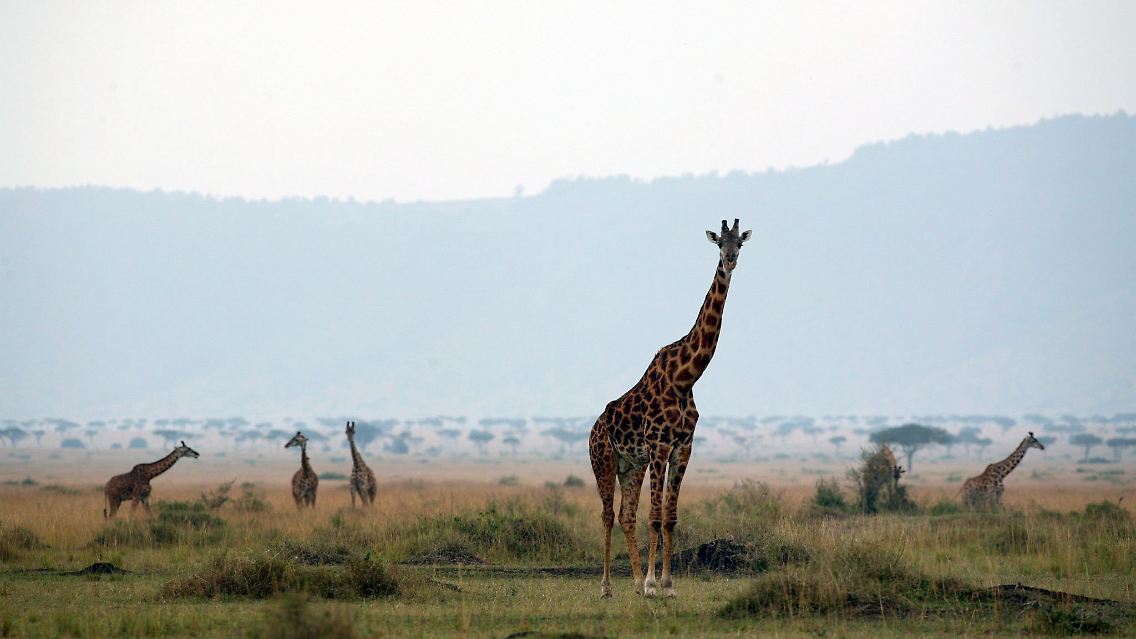 Die Studie beruht auf 270 großen Zählungen der Tiere in Kenia aus 25 Jahren.