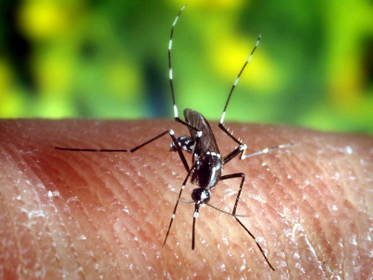 Eine Stechmücke "Anopheles quadrimaculatus", die Malaria übertragen kann, auf der menschlichen Haut.