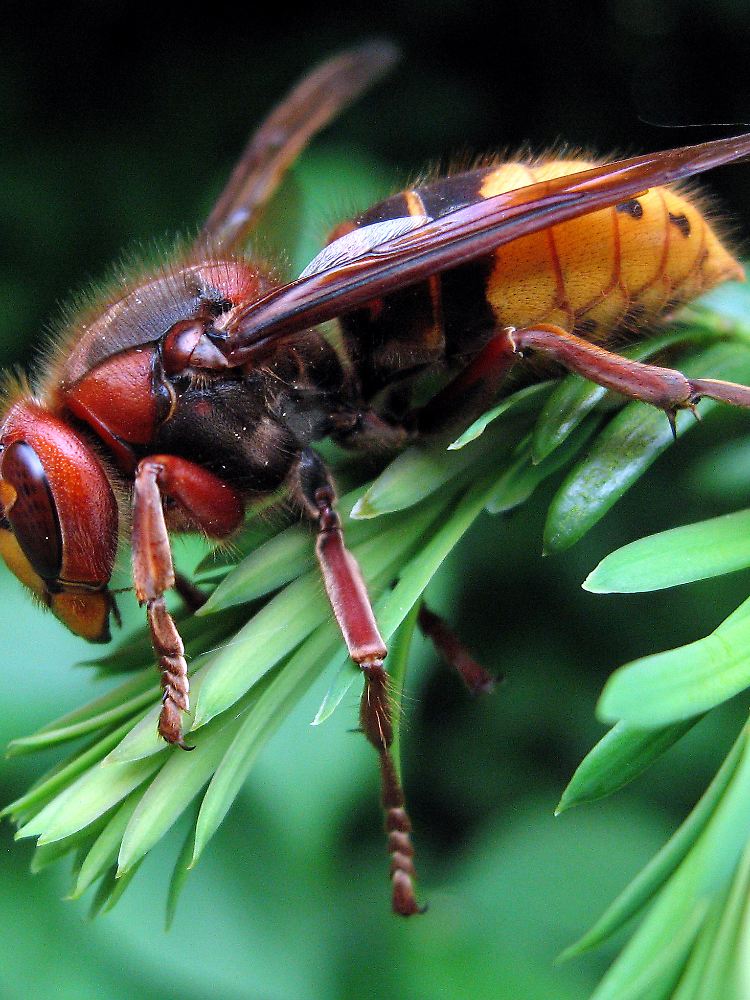 Eine europäische Hornisse - ihre japanischen Artgenossen müssen sich vor Bienen in Acht nehmen.