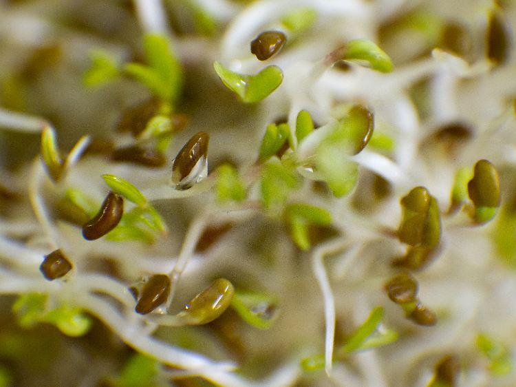Alfalfa-Sprossen sind bei Kennern besonders beliebt.