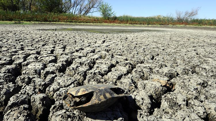 Viele Tiere, die es nicht rechtzeitig schaffen, vor den Auswirkungen des Klimawandels zu flüchten, lassen ihr Leben.