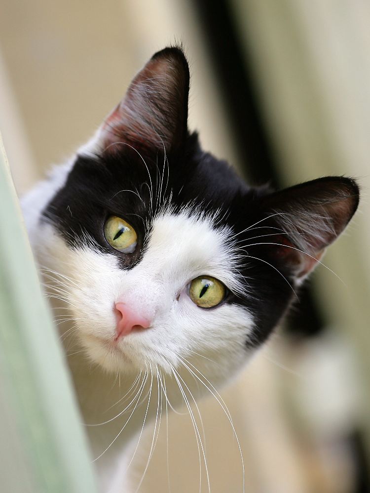 Auch mit Blicken und Gesten: Katzen wissen genau, wie sie ihr Frauchen oder ihr Herrchen herumbekommen können.
