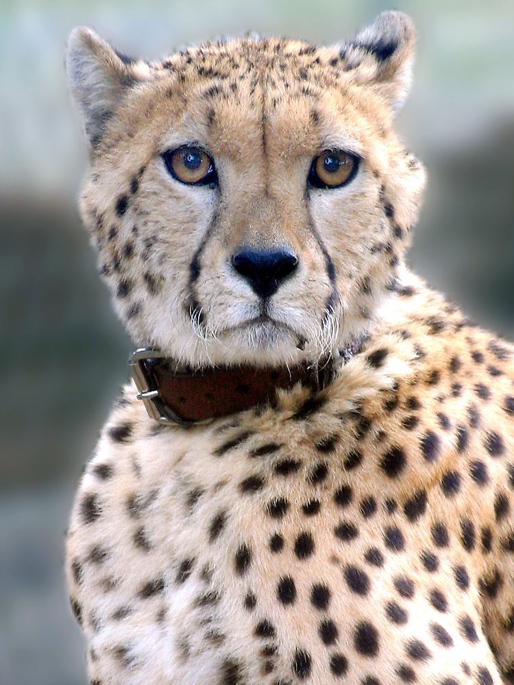 Gepard "Monty" ist die neue Attraktion im Safaripark.
