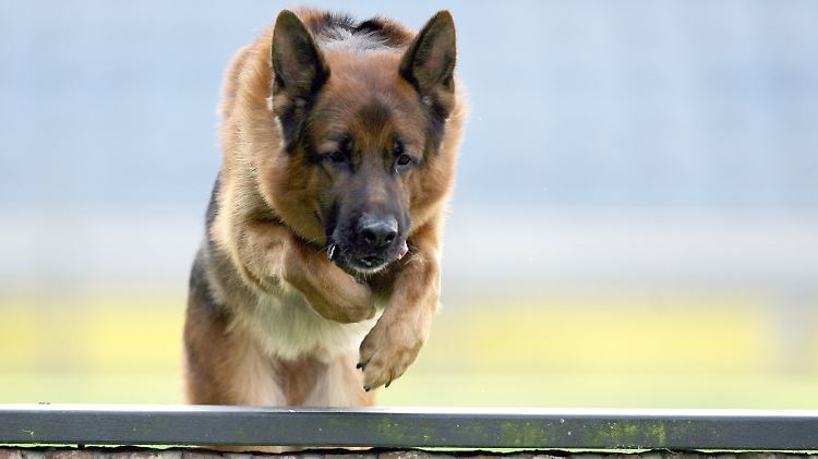 Der deutsche Schäferhund ist dem belgischen unterlegen.