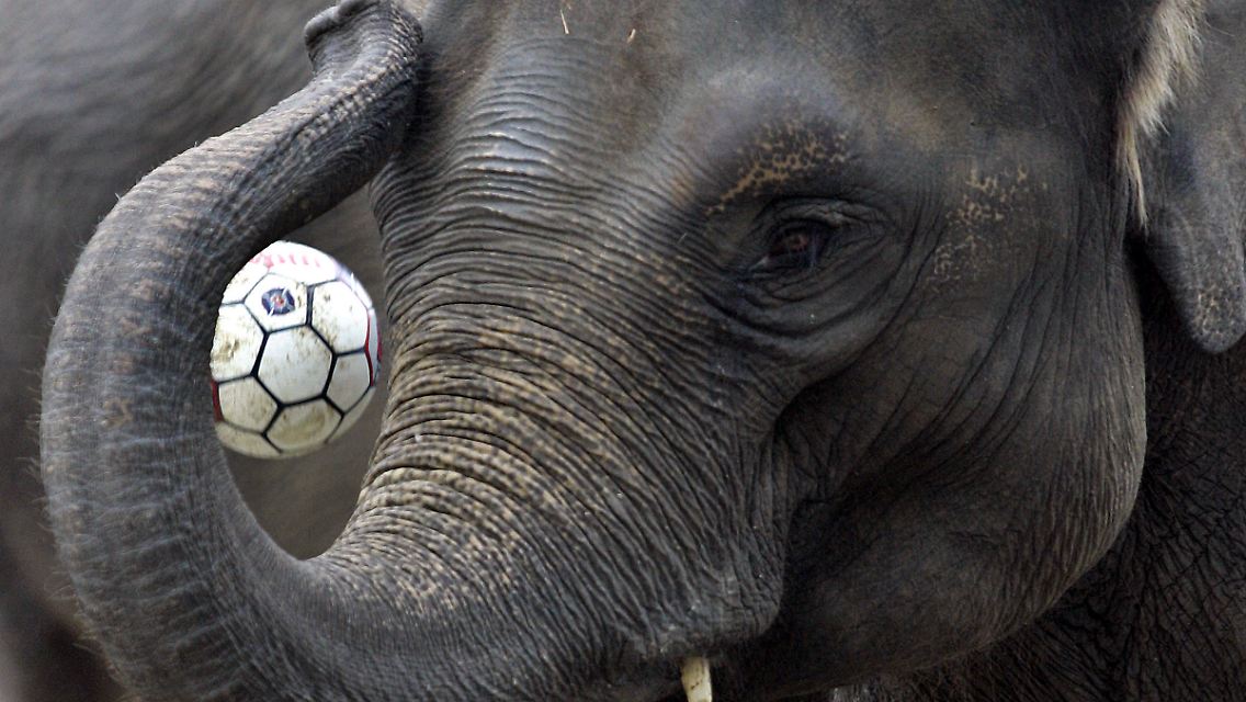 Wie ein trompetender Elefant: In Südafrika haben sie sich was Neues ausgedacht.