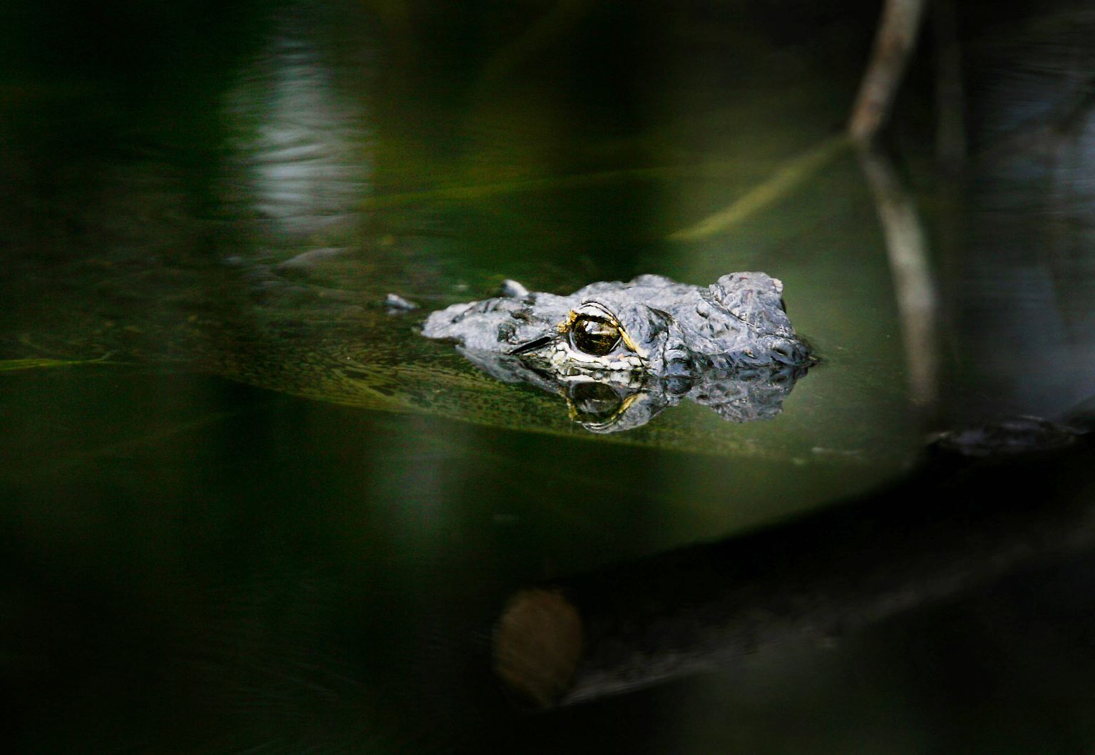 Krokodile sind faszinierende Meister der Tarnung. Die Raubtiere sind kaum sichtbar, wenn sie auf der Lauer liegen ...