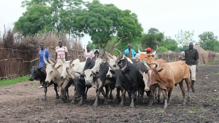 Rinder werden über ein Feld im Südsudan getrieben.