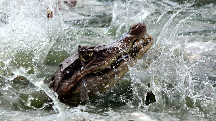 Ein Alligator in Kolumbien.