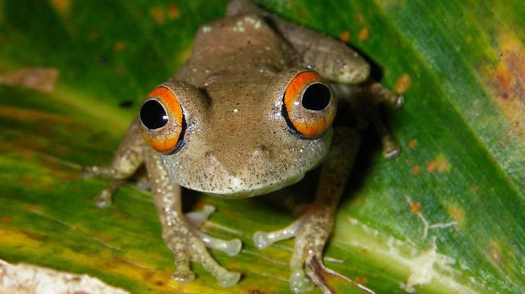 Frosch, nicht Froschkönig!