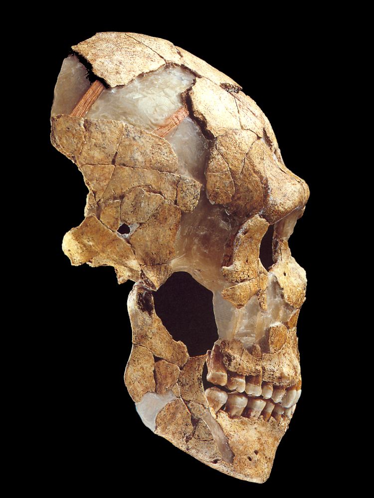 Der Schädel eines frühen Neandertalers. Durch die Untersuchung von sechs Skeletten erlangten die Forscher neue Erkenntnisse.
