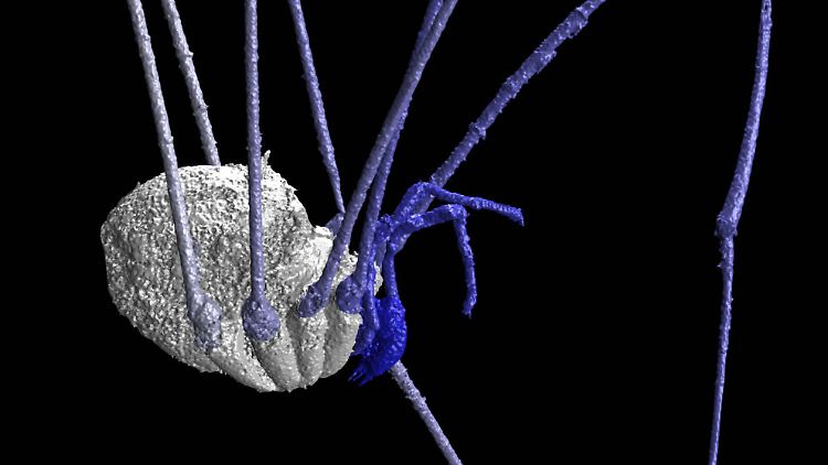 Computertomographisches Bild des fossilen Weberknechtes Macrogyion cronus aus den 305 Millionen Jahre alten Steinkohlenwäldern Frankreichs.