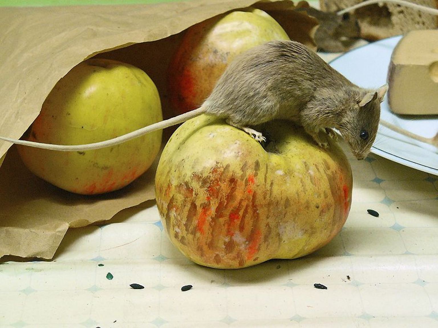 Wo Menschen sind, da sind auch Mäuse.