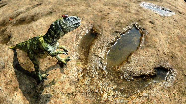 Das Modell eines Allosaurus' neben einer Original-Fußspur der Riesenechse.