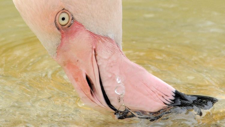 DEU_TH_Wetter_Zoo_ERF105.jpg4687083120427206246.jpg