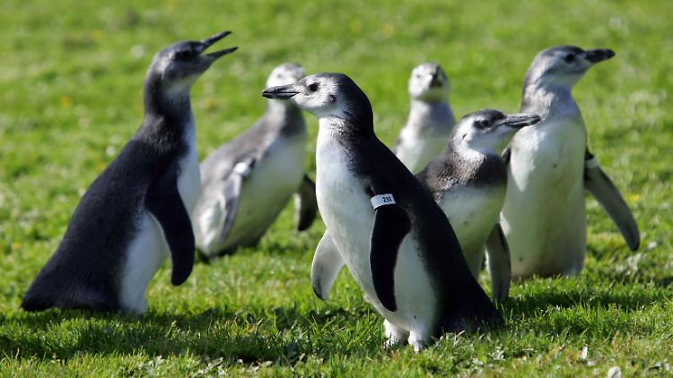 Pinguine im Zoo von San Francisco.