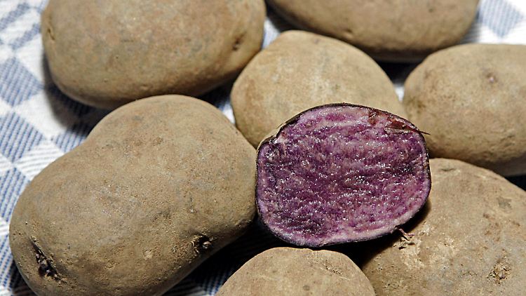 Der "Blaue Schwede" wirkt  indirekt sowohl Herzschwäche als auch Arterienverkalkung entgegen.