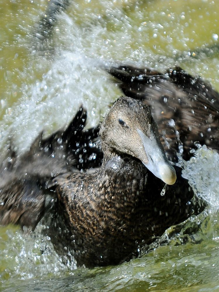 Eine Eiderente beim Baden.