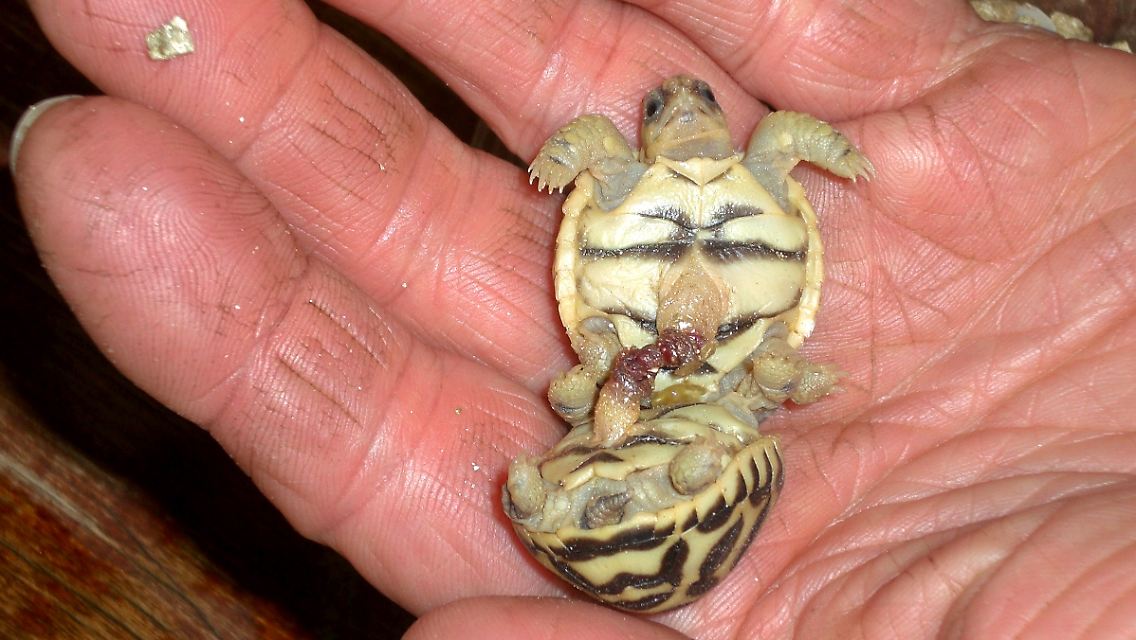 Eins der Zwillingspärchen Sternschildkröten auf der Hand eines Tierpflegers im Allwetterzoo Münster.