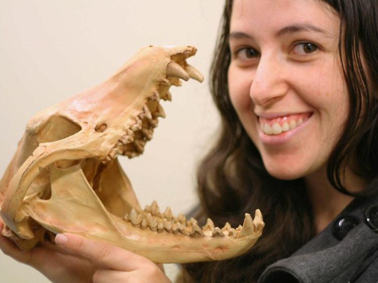 Die Wissenschaftlerin Marie Etard von der University of New South Wales mit dem Schädel eines Beutelwolfes.