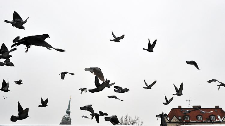 Vor allem in Großstädten können Tauben rechte Plagegeister sein.