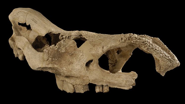 Der von Wissenschaftlern rekonstruierte Schädel eines Wollnashorns: Das Wollnashorn (Coelodonta tologoijensis) graste vor 460.000 Jahren auch in Deutschland am Fuß des Kyffhäuser-Gebirges im heutigen Thüringen.