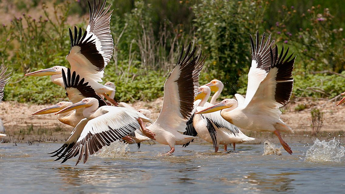 Pelikane im Donaudelta.