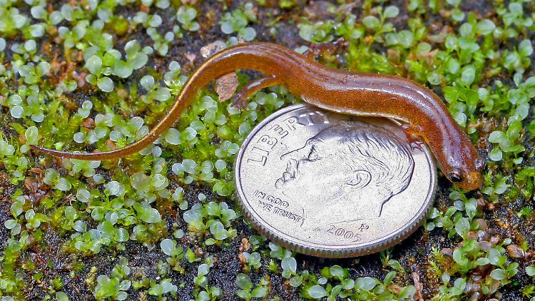 Die Forscher tauften das neu entdeckte Tier vorläufig auf den Namen "Fleckennasen-Salamander".