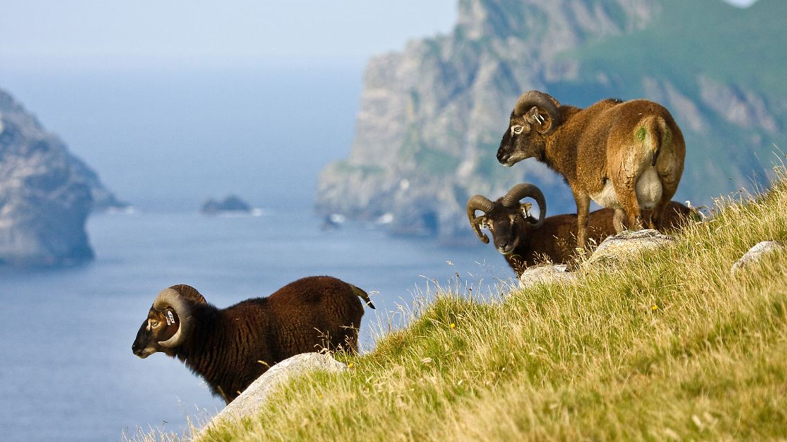 Es werden immer weniger: Die Anzahl dunkler Schafe der Soay-Rasse in Schottland hat abgenommen.